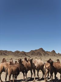 Scenic view of desert against clear blue sky