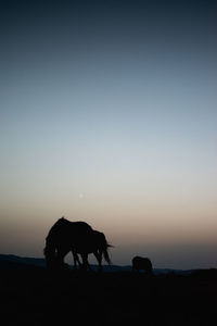 Silhouette horse on field against sky during sunset