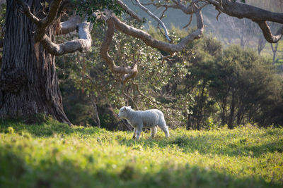 Deer in a field