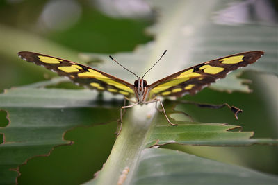 Butterfly on leaf