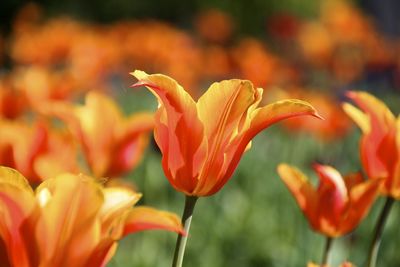 Close-up of orange tulips blooming outdoors