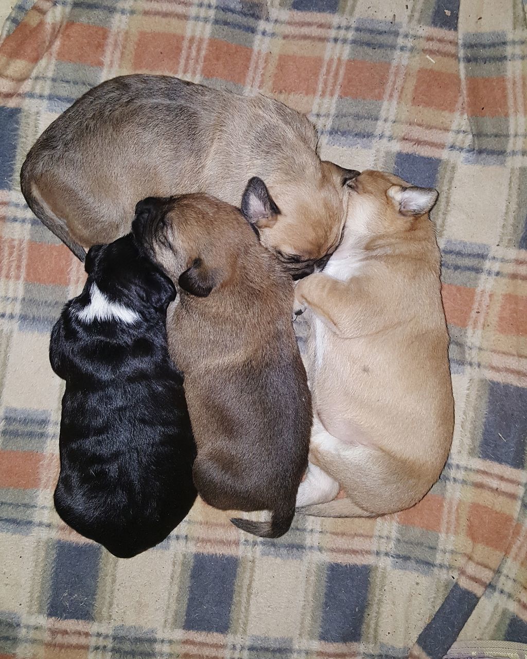 HIGH ANGLE VIEW OF DOG SLEEPING ON BED