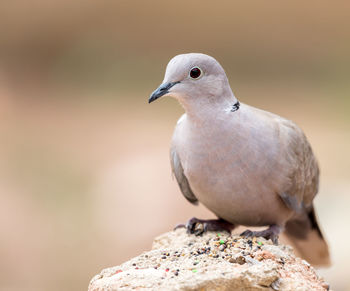 Close-up of bird perching on rock