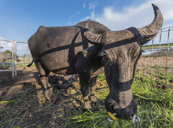 Horse on field against sky