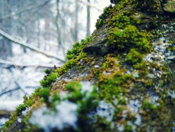 Close-up of tree in forest