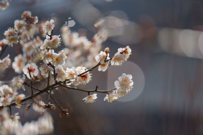 Close-up of white flowers