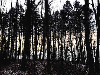 Silhouette trees in forest against sky