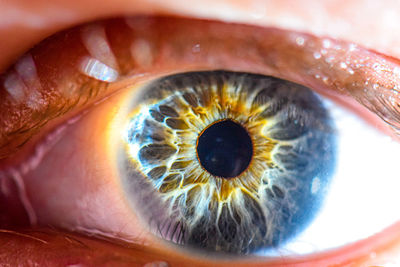 Close-up of human eye