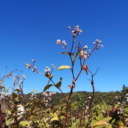 Low angle view of flowering plants against blue sky