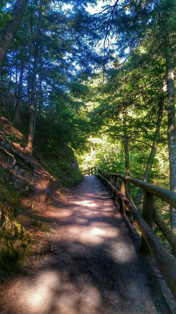 tree, the way forward, diminishing perspective, forest, tranquility, vanishing point, growth, nature, tranquil scene, branch, beauty in nature, transportation, narrow, green color, footpath, scenics, no people, day, outdoors, dirt road