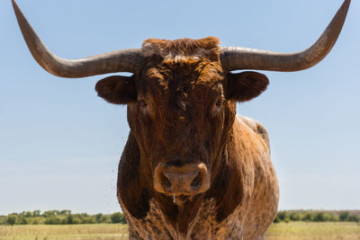 Portrait of a buffalo on field