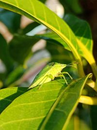 Close-up of insect on leaves