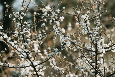 Close-up of cherry blossom tree