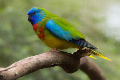 Close-up of parrot perching on tree