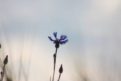 Close-up of purple flowering plant against sky