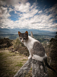 Cat sitting on rock against sky