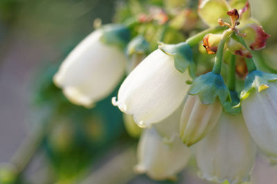 Close-up of flowers