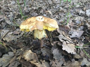 Close-up of mushroom growing on ground