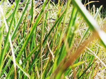 Full frame shot of bamboo on field