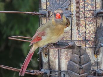 Close-up of female cardinal perching on metal feeder