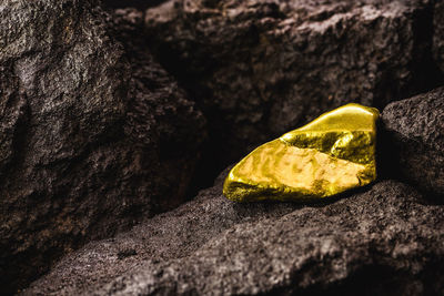 Close-up of yellow leaf on rock