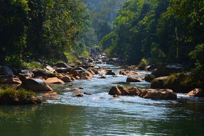 Scenic view of river amidst trees in forest