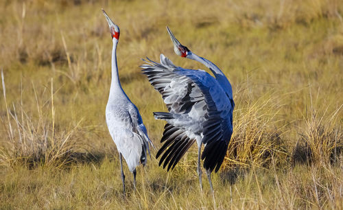 Two brolgas dancing together spreading wings