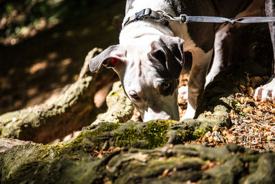 Close-up of dog on rock