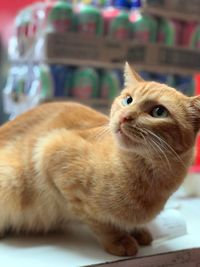 Close-up of ginger cat looking away