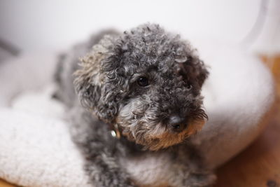 Close-up portrait of a dog at home