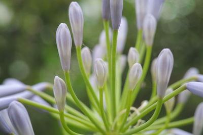 Close-up of white flowering plants