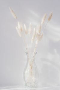 Close-up of white flower in glass vase