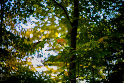 Low angle view of trees