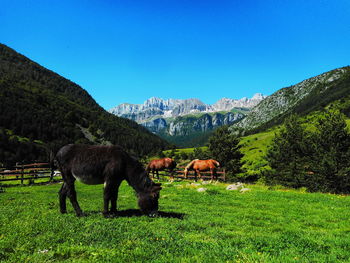 View of a horse on field