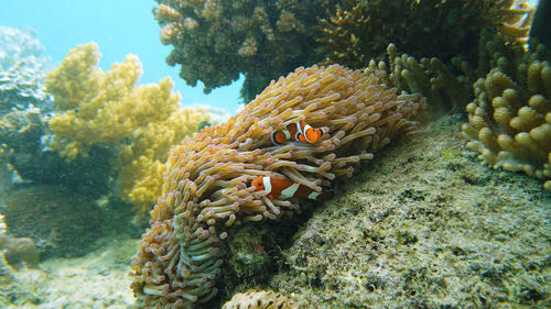 Close-up of fish swimming in sea