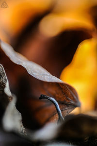 Close-up of leaf