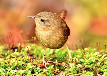 Close-up of bird perching on a field