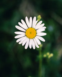 Close-up of white daisy flower