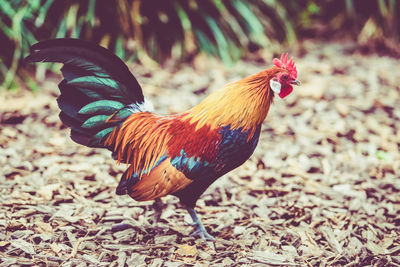 Close-up of rooster