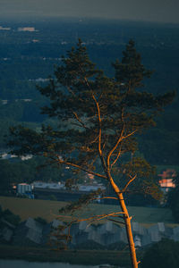 Tree in city against sky