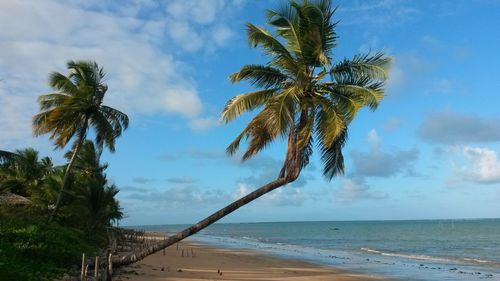 Palm trees on beach against sky