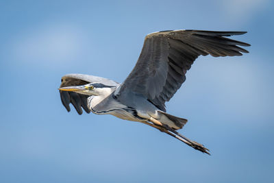 Bird flying against clear sky