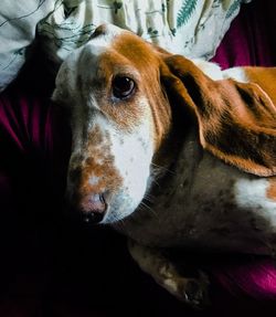 Close-up of dog at home