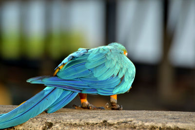 Close-up of parrot