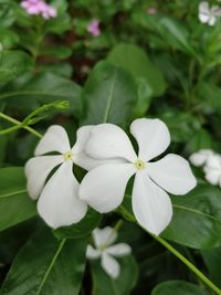 Close-up of white frangipani blooming outdoors