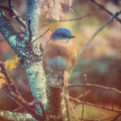 Close-up of multi colored bird