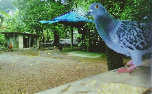 Bird perching on tree