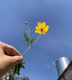 Low angle view of hand holding yellow flower against blue sky