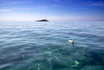 View of duck swimming in sea