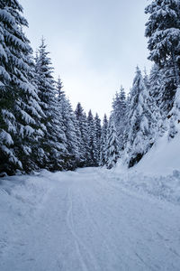 Snow covered plants and trees against sky